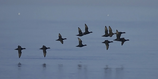 Mustalintu, Common Scoter, Melanitta nigra